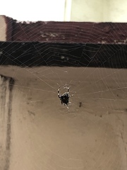 Neoscona orizabensis