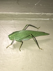 Microcentrum californicum