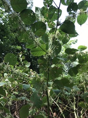 Angiospermae