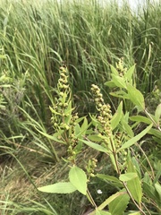 Iva frutescens