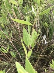 Iva frutescens