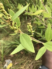 Iva frutescens