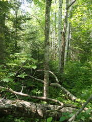 Fraxinus nigra image
