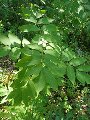 Fraxinus nigra image