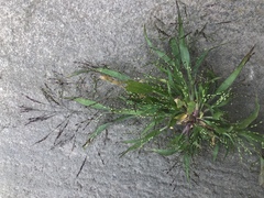 Panicum philadelphicum