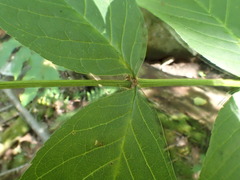 Fraxinus nigra image