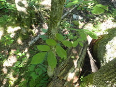Fraxinus nigra image