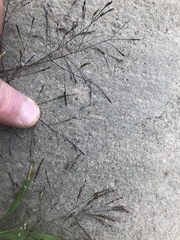 Panicum philadelphicum