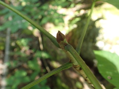 Fraxinus nigra image