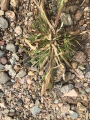 Panicum philadelphicum