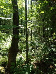 Fraxinus nigra image