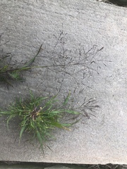 Panicum philadelphicum