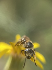 Halictus