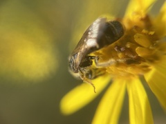 Halictus