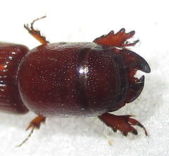 Chironinae