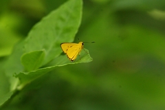 Cupitha purreea