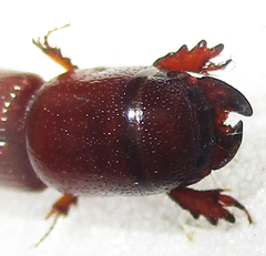Chironinae