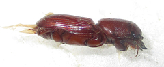 Chironinae
