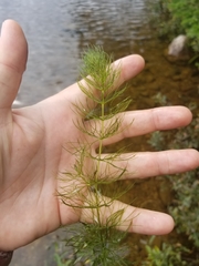 Ceratophyllum echinatum