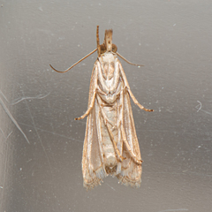 Euchromius californicalis