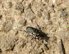 Cicindela sedecimpunctata