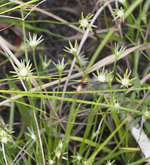 Eriocaulon miquelianum