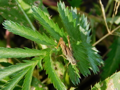 Chorthippus macrocerus