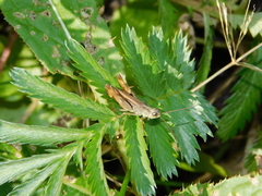 Chorthippus macrocerus