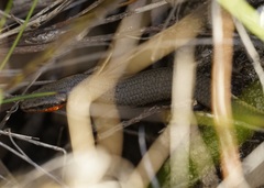 Acritoscincus platynotus