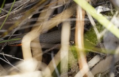 Acritoscincus platynotus