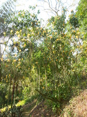 Stifftia chrysantha