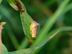 Calybites phasianipennella