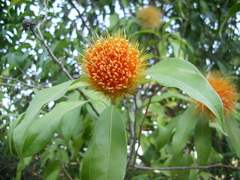 Stifftia chrysantha