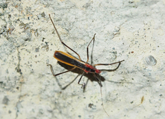 Polytoxus fuscovittatus