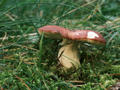 Russula badia