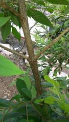 Tecoma stans velutina