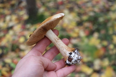 Cortinarius talus