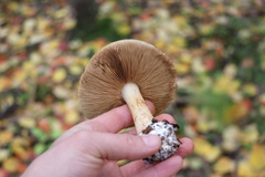 Cortinarius talus
