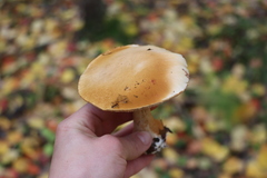 Cortinarius talus