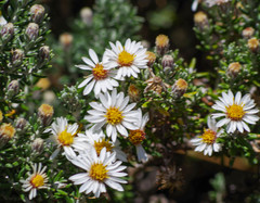 Diplostephium ericoides