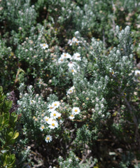 Diplostephium ericoides