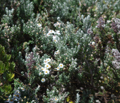 Diplostephium ericoides