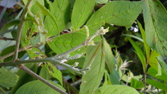 Tecoma stans velutina