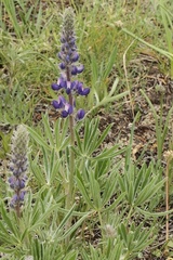 Lupinus sericeus
