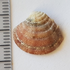 Clausinella fasciata image