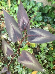 Persicaria microcephala