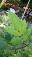 Tecoma stans velutina