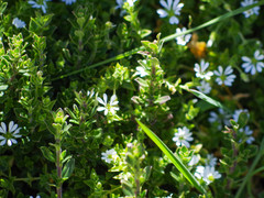 Stellaria recurvata