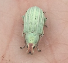 Compsus auricephalus