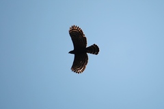 Spizaetus tyrannus